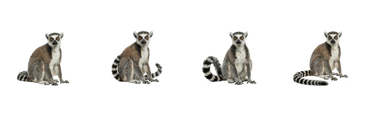 Ring-Tailed Lemur Poses Set Isolated on White Background, Lemur Catta Sitting Collection, Malagasy Wildlife Primate Cutout Asset for Nature Graphic Design and Commercial Project Presentation © Khan