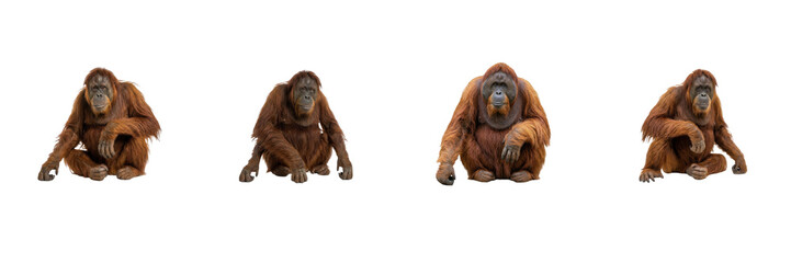 Orangutan Poses Set Isolated on White Background, Pongo Sitting Collection, Rainforest Wildlife Great Ape Cutout Asset for Nature Graphic Design and Commercial Project Presentation Projects © Khan