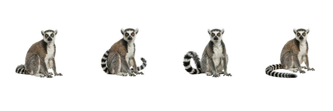 Ring-Tailed Lemur Poses Set Isolated on White Background, Lemur Catta Sitting Collection, Malagasy Wildlife Primate Cutout Asset for Nature Graphic Design and Commercial Project Presentation