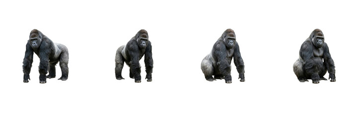 Gorilla Poses Set Isolated on White Background, Western Gorilla Standing Collection, African Wildlife Primate Cutout Asset for Nature Graphic Design and Commercial Project Presentation © Khan