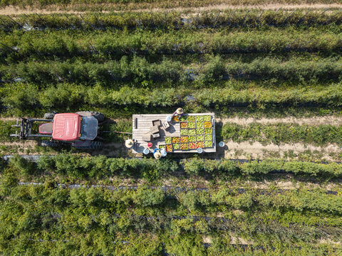 Aerial view of farmers picking tomatoes and loading crates onto a flatbed trailer pulled by a red tractor in a field in Berkeley Springs, West Virginia, United States.