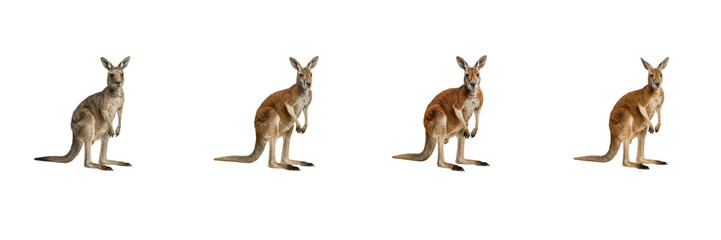 Kangaroo Poses Set Isolated on White Background, Macropus Standing Collection, Australian Wildlife Marsupial Cutout Asset for Nature Graphic Design and Presentation Projects © Khan
