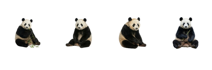 Giant Panda Poses Set Isolated on White Background, Ailuropoda Melanoleuca Sitting Collection, Chinese Wildlife Bear Cutout Asset for Nature Graphic Design and Presentation Projects © Khan