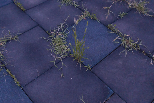 Grass breaking through rubber tiles, urban nature