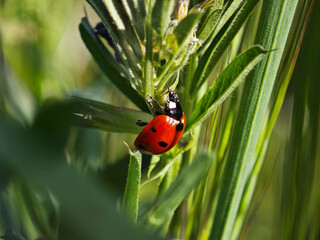 Macro shot of a red ladybug climbing a green plant stem in the garden © Milan