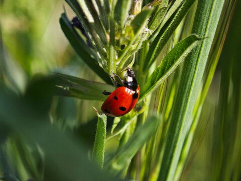 Macro shot of a red ladybug climbing a green plant stem in the garden