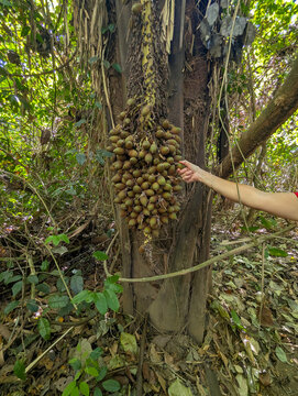 Wild fruit in the forest that is a favorite food of the macaws. Costa Rica - Pacific National forest.