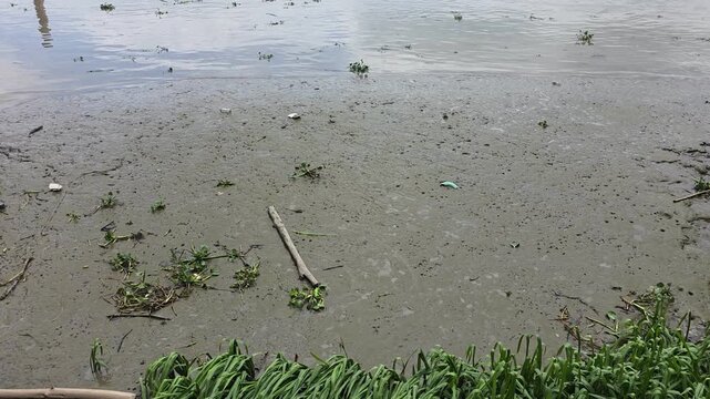 Close-up overhead shot of a muddy water shoreline and river bank with floating green vegetation, weeds, and small driftwood branches. Natural environmental footage ideal for concepts of water pollutio