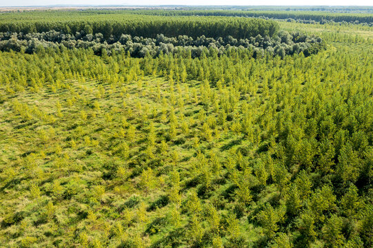 Aerial view of young trees and forest plantations with lush green foliage and rows of saplings in the countryside Baranda, Vojvodina, Serbia.