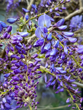 Close-up of Purple Wisteria Flowers Blooming in Spring. A high-detail vertical macro photograph featuring cascading clusters of vibrant purple and lilac wisteria blossoms (Wisteria sinensis) with deli