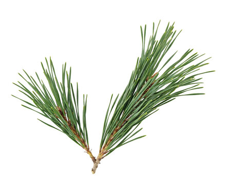 A single green pine tree branch with long needles diverging into two sections, captured against a solid black background, isolated on a, transparent background