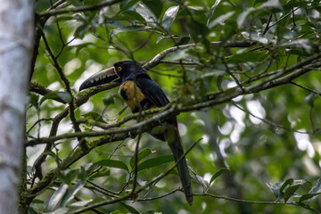 Collared Aracari Perched Among Rainforest Branches © Kaitlind