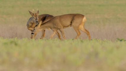 Roe deer on the Marlborough Downs at Avebury in Wiltshire. Great condition on these resilient animals. Nature in conservation. © Robert Parker