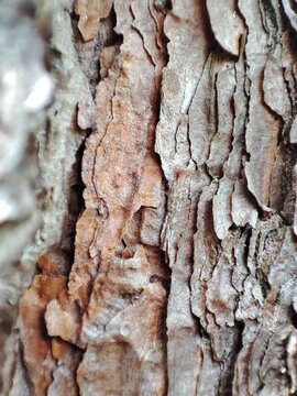 tree bark texture