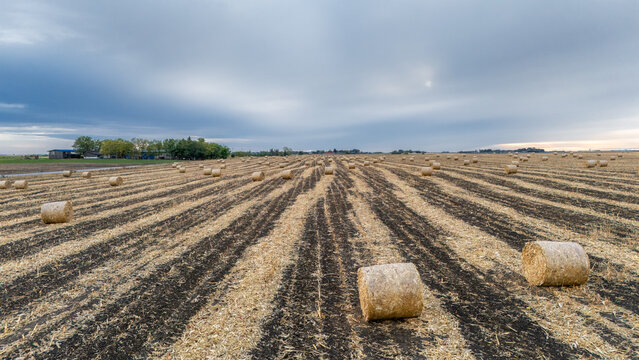 Aerial view of harvested field with numerous hay bales arranged in rows under a cloudy sky in Utrine, Vojvodina, Serbia.
