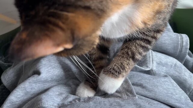 Peaceful domestic calico cat kneading owners clothes with paws while sitting on lap, common pet behavior, kitty making biscuits actively massaging fabric with paws, pet care, animal natural instinct.