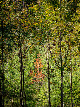 Wiederaufforstung im herbstlichen Mischwald