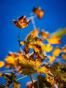 Mischwald im Herbst