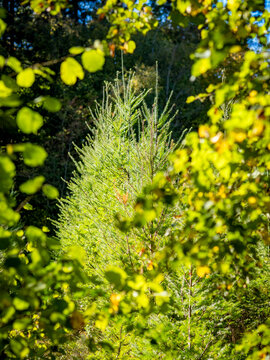 Wiederaufforstung im herbstlichen Mischwald