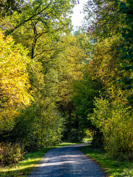 Weg durch den Wald an einem sch&ouml;nen Herbsttag