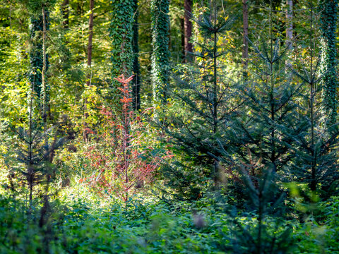 Wiederaufforstung im herbstlichen Mischwald