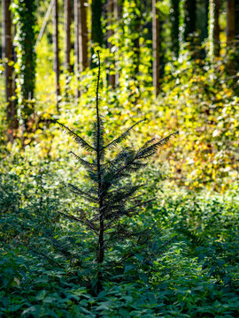 Wiederaufforstung im herbstlichen Mischwald