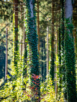Wiederaufforstung im herbstlichen Mischwald