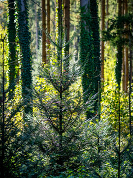 Wiederaufforstung im herbstlichen Mischwald