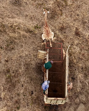 Aerial view of a giraffe being carefully loaded into a specialised wildlife trailer by workers during a relocation operation in the dry savanna of Bela-Bela, Limpopo, South Africa.