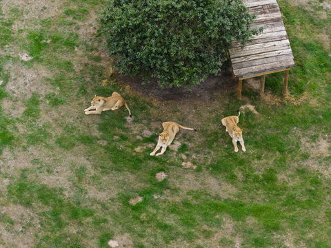 Aerial view of three lions resting on the grass under a tree and a wooden platform in the United Kingdom.