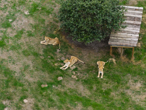 Aerial view of three lions resting on the grass near a tree and a wooden platform in the United Kingdom.