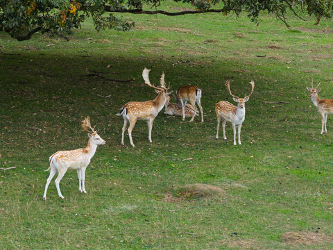 Aerial view of a group of fallow deer with spotted coats and antlers standing on a green grassy meadow under the shade of a large tree in the United Kingdom.