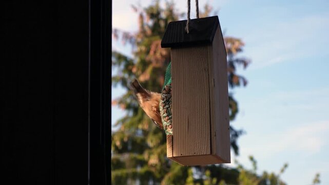 Eurasian nuthatch feeding upside down on seeds at a wooden garden bird feeder in warm autumn sunlight