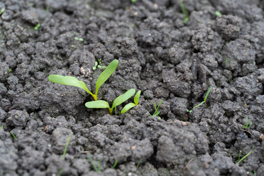 Swiss chard seedling pushing up through clods of dark soil
