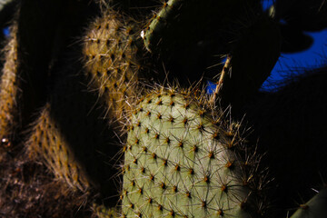 cactus in the desert © Inseut