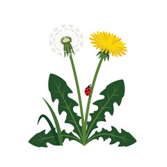 A detailed vector illustration of a dandelion plant with a yellow flower, a white seed head, and a ladybug climbing one of the green stems. © Sora