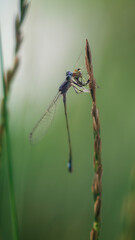 Slender damselfly with a blue tail tip feeding on a captured insect while holding a grass seed head © Дмитро Ганжеєв