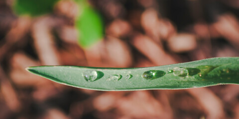 A quiet procession of droplets follows the curve of a tulip leaf © Дмитро Ганжеєв