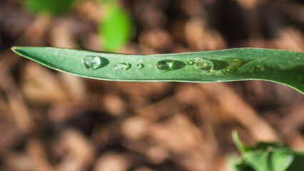 Clear water beads balance along a slender green tulip leaf © Дмитро Ганжеєв