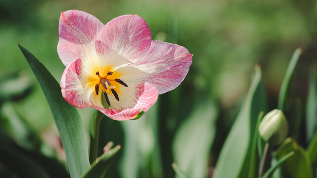 Pink brushed tulip petals surround dark stamens and a golden center