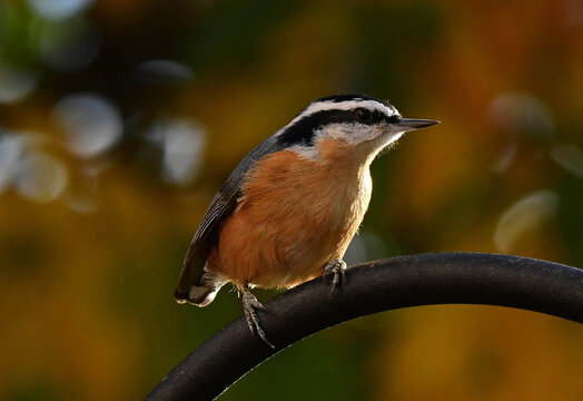 a  cute male  red-breasted  nuthatch in autumn perched on a metal  rod in broomfield, colorado