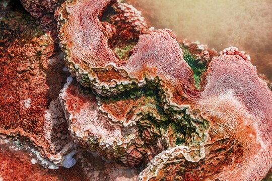 Detail photo, hot spring with orange mineral deposits and algae, Palette Springs, Upper Terraces, Mammoth Hot Springs, Yellowstone National Park, Wyoming, USA