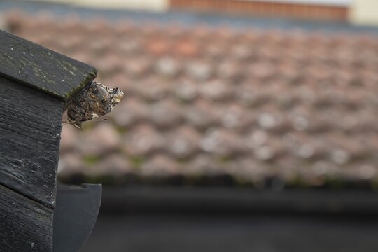 Red admiral butterfly (Vanessa atalanta) adult insect resting on a house roof prior to hibernating in winter, Suffolk, England, United Kingdom