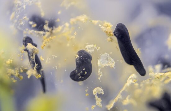 Common frog, common frog, rana temporaria, amphibians, amphibians, freshly hatched, frog, frog, young animal, juvenile, tadpole, larva, amphibians, hatching, tadpole