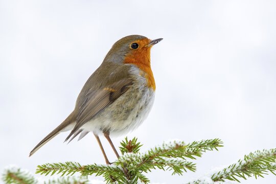 European robin (Erithacus rubecula), sitting on a spruce tree in winter, Terfens, Tyrol, Austria