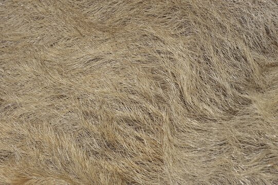 Woolly pig or Mangalica pig (Sus scrofa domesticus), fur detail, Lower Saxony, Germany