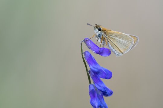 Large skipper (Ochlodes sylvanus), Ahlhorn, Lower Saxony, Germany