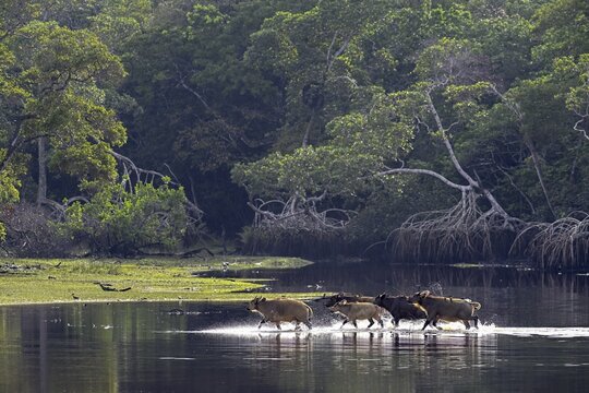 Red buffalo or forest buffalo (Syncerus nanus) crossing a river, Loango National Park, Parc National de Loango, Ogoou&eacute;-Maritime Province, Gabon