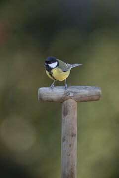 Great tit (Parus major) adult garden bird on a fork handle, Suffolk, England, United Kingdom