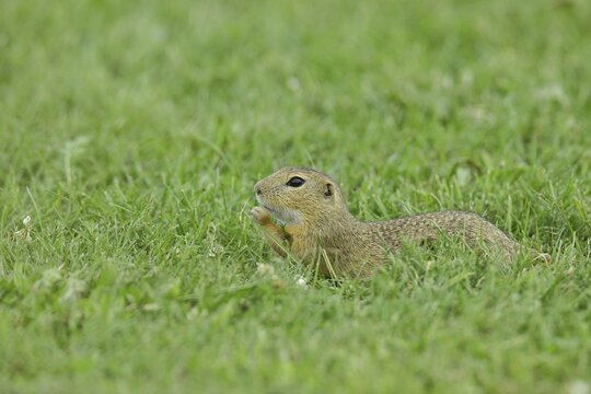 European ground squirrel (Spermophilus citellus) in a meadow, Burgenland Austria